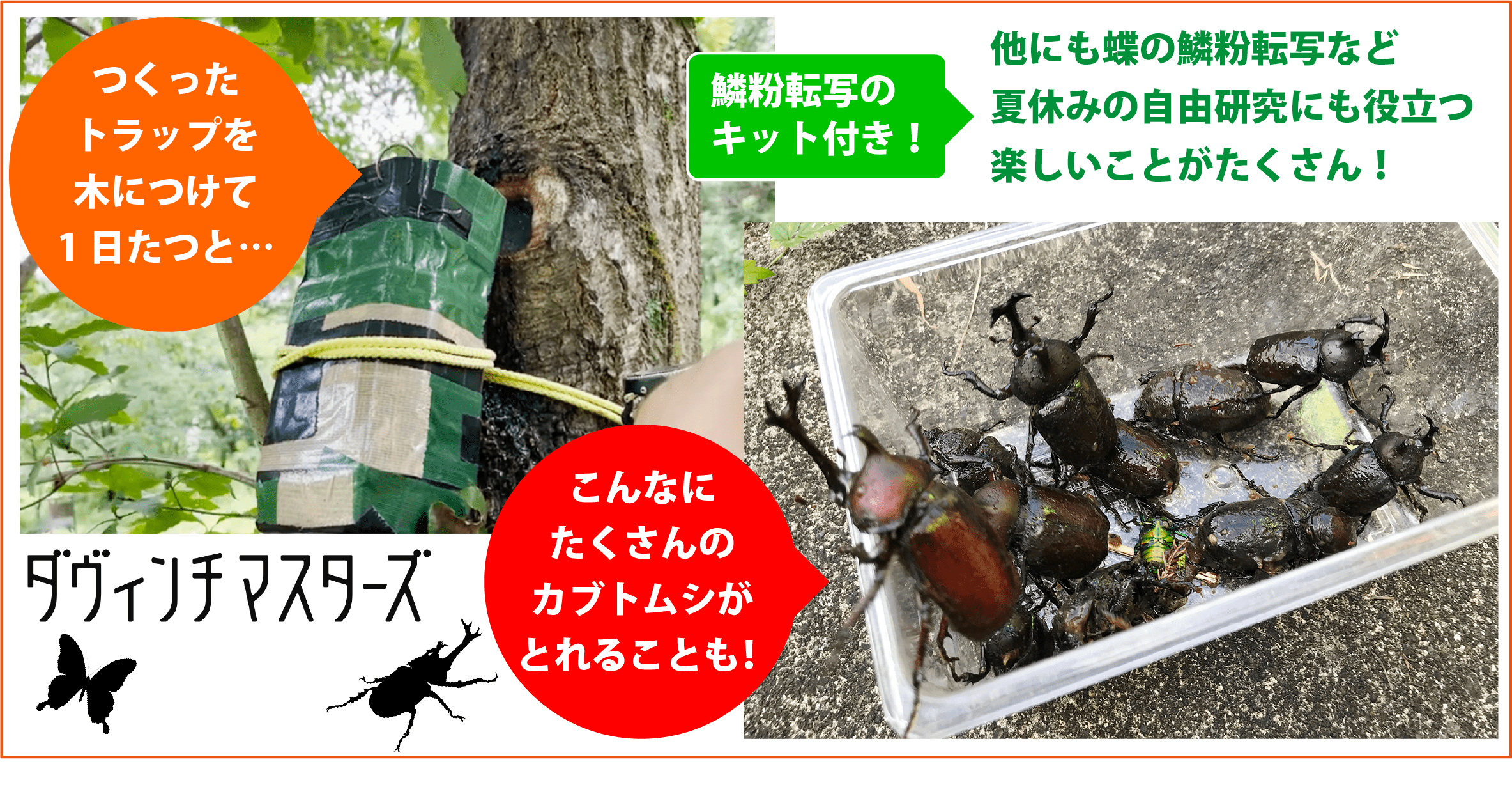 受付終了 8 1開催 自由研究のまとめつき 昆虫博士になろう オンラインプログラム 公式 ダヴィンチマスターズ オフィシャルウェブサイト